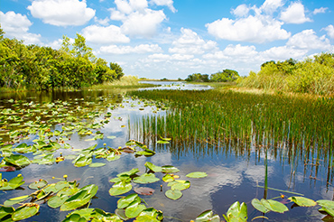 Aquatic weed control